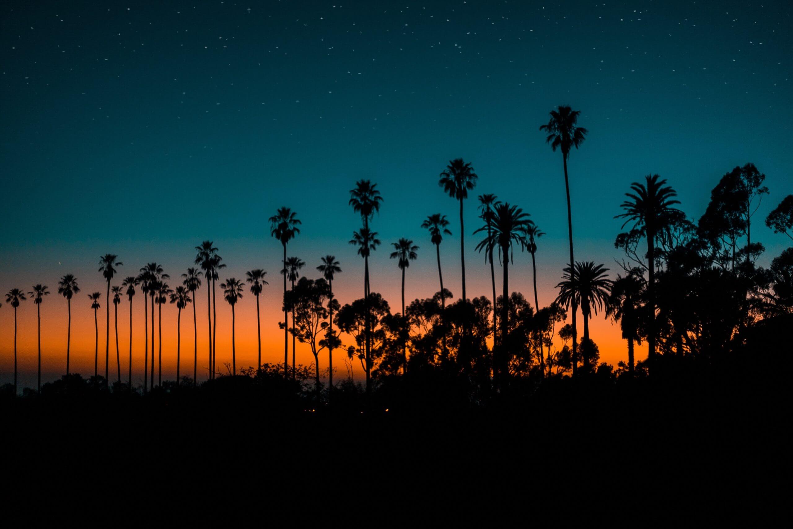 Palm Trees at Dusk Los Angeles, CA